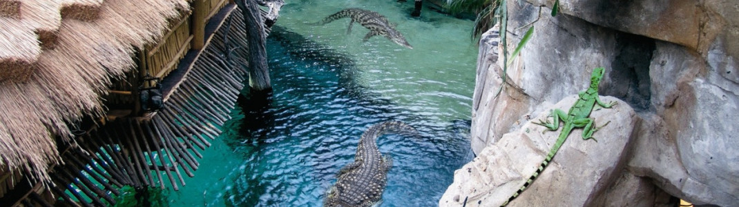 Wer ein echtes Nil-Krokodil sehen will, muss nicht nach Ägypten reisen; Hamburg reicht auch.