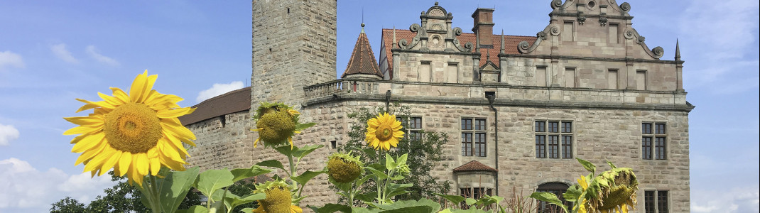 Sonnenblumen blühen vor der Cadolzburg bei Fürth.