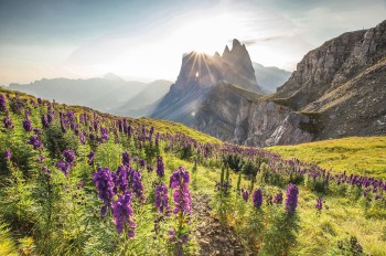 Blühende Almwiesen, schroffe Felsgipfel und spektakuläre Sonnenaufgänge: Die Curona de Gherdëina zeigt die Dolomiten von ihrer eindrucksvollsten Seite.