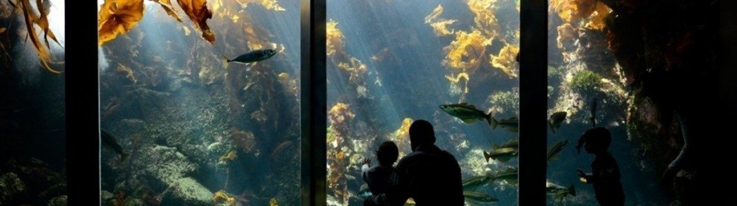 Im Océanopolis tauchst du die Tiefen der Meere ein.