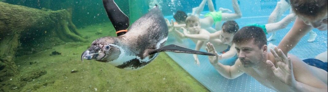 Pinguine beim Schwimmen beobachten kannst du nur in den Spreewelten.