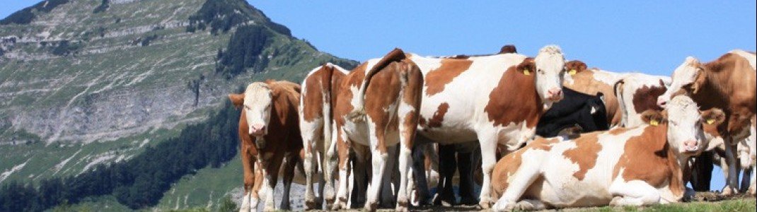 Bergalm Kühe vor Regenspitz