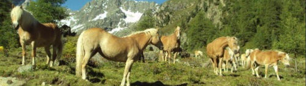 Haflinger in der Sommerfrische