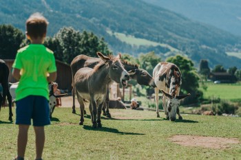 Im Eselpark Maltatal können Besucher Esel und andere Tiere inmitten der idyllischen Berglandschaft erleben.
