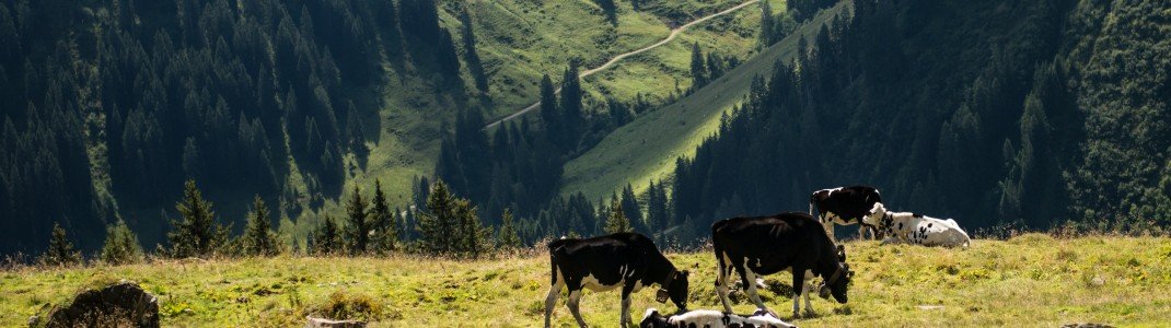 Sommerfrische für die Kühe