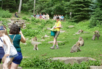 Während der Fütterungen am Affenberg Kintzheim erfahren die Besucher Interessantes über die Makaken.