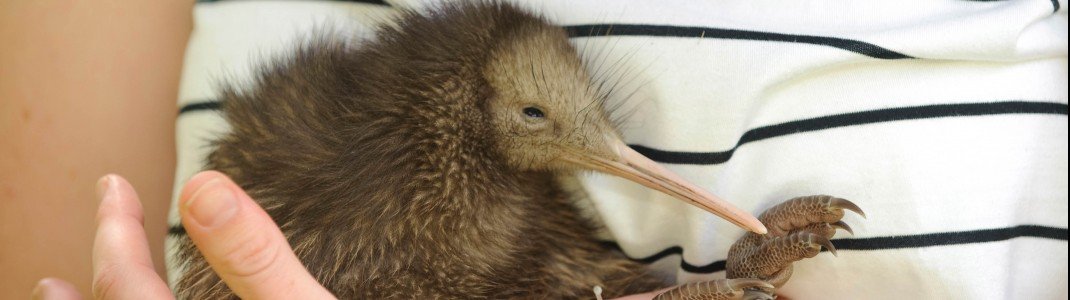 Der Kiwi-Vogel, das Nationaltier Neuseelands.