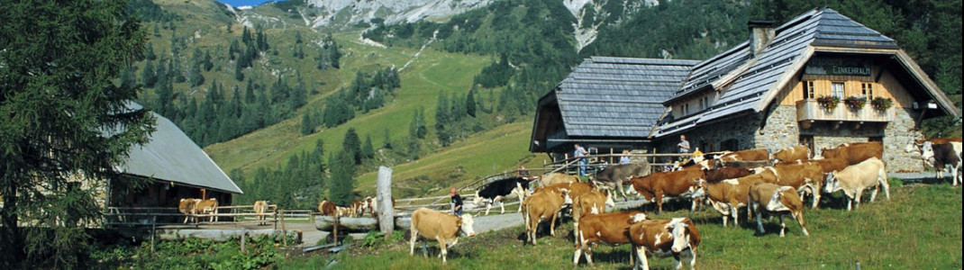 Einkehren kannst du unter anderem auf der Watschiger Alm.