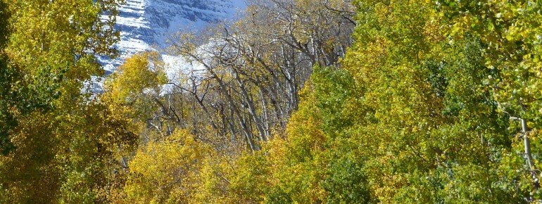 Goldener Herbst am Wegesrand