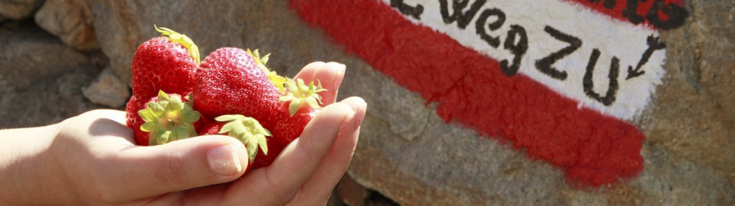 Entlang des Weges werden immer wieder Erdbeeren zum Naschen verkauft.