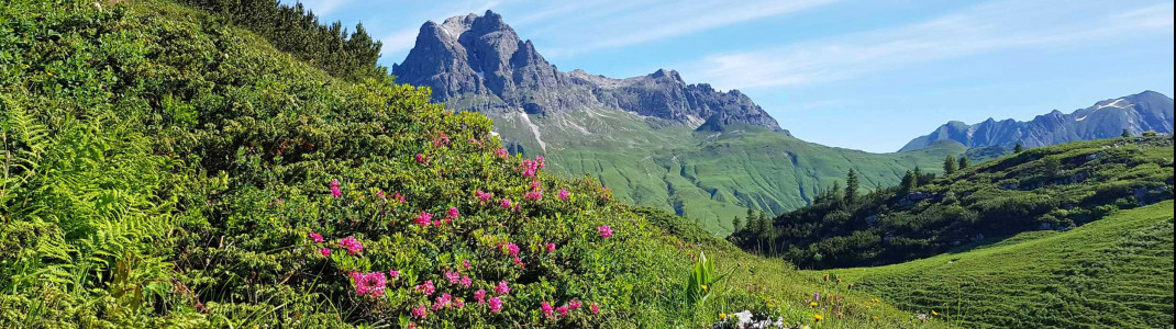 Wer im Juli anreist, kann noch blühende Alpenrosen entdecken.