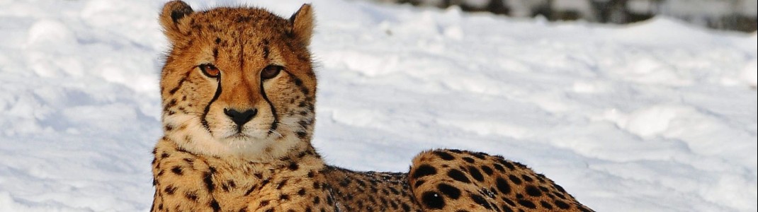 Im Allwetterzoo können die Tiere auch in Umgebungen gesehen werden, in denen man sie sonst eher nicht kennt. Wie hier, der Gepard im Schnee.