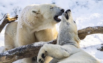 Die Eisbären im Tiergarten Hellabrunn fühlen sich im Schnee pudelwohl.