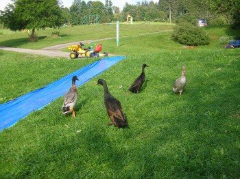 Enten bei der Wasserrutsche