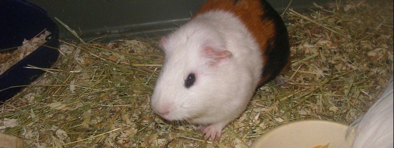 Krümel- ein Sechstel der Meeribande