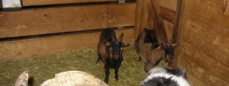 Unsere Zwergziegen