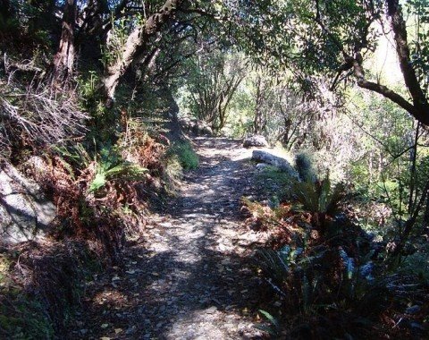 Ein Teil des Weges führt durch dichte Wälder.