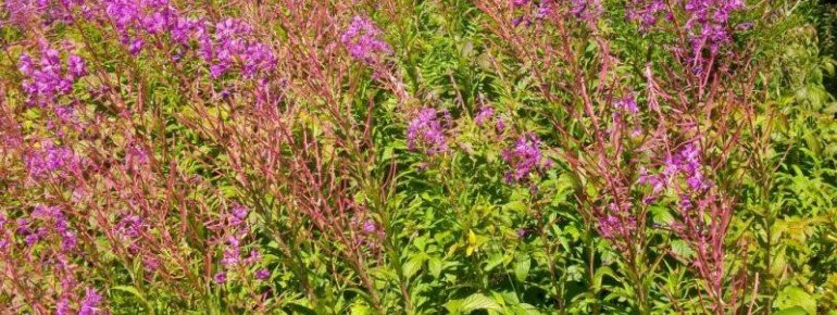 Blumen am Wegrand