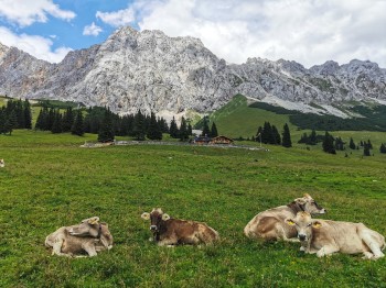 Hochfeldernalm mit Kühe