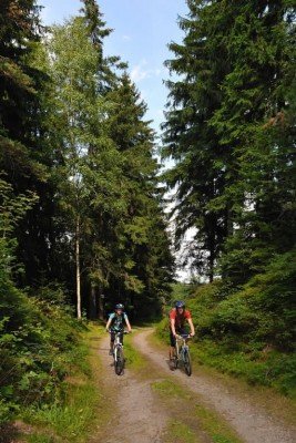 5 Kilometer des Trails befinden sich auf Waldwegen.
