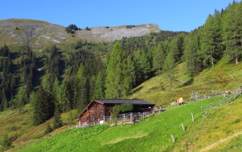 Karseggalm