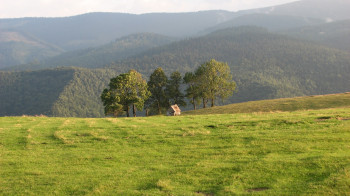 Landschaft um Păltinis