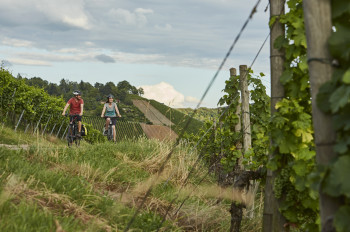 Wer gerne radelt und gute Tropfen zu schätzen weiß, kann auf dem Württemberger Weinradweg beides verbinden