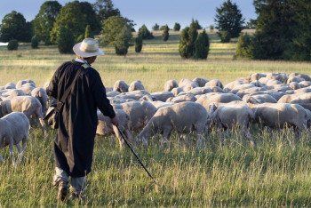 You will meet sheep and shepherds along the way.