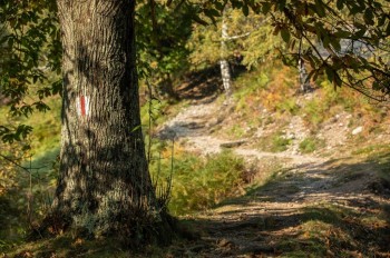 In the historic selve — the light-filled chestnut groves — a unique atmosphere of sunlight, ancient trees and moss-covered ground unfolds.