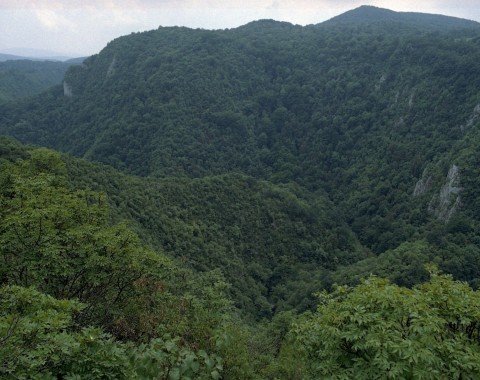 View of the forest in the national park