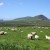Sheep graze in front of Brandon Mountain.