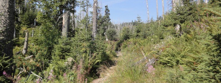 The path becomes more narrow and steeper along the way.
