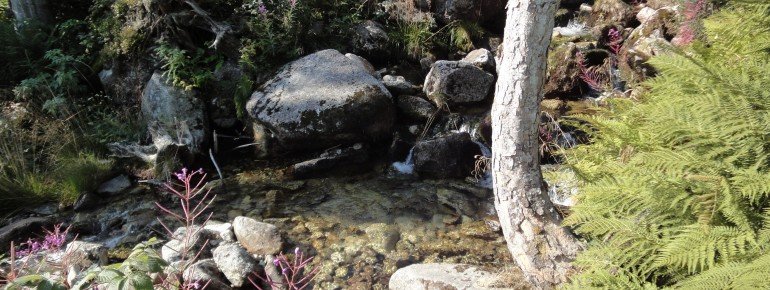 Reschbach stream at the upper part of the hike.