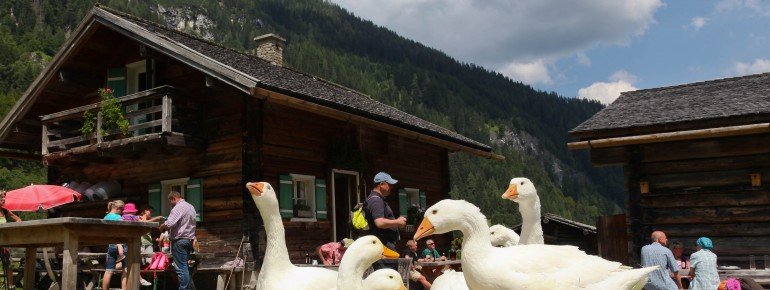 geese on the hut