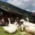 geese on the hut