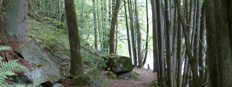 The diverse hike features field as well as forest ways.