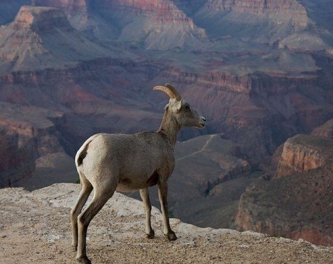 A bighorn sheep in Grand Canyon National Park