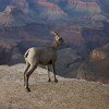 A bighorn sheep in Grand Canyon National Park