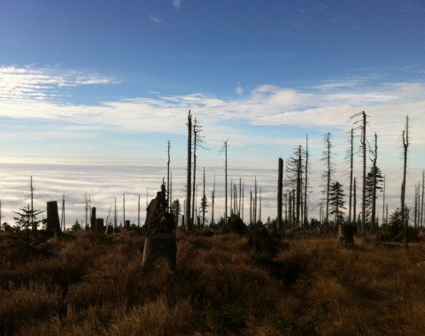 The dead forest in the highlands of the Bavarian Forest allows for beautiful views.