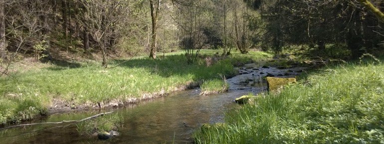 Osterbach is a wild romantic stream in the southern Bavarian Forest.