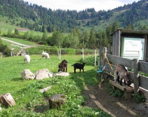 Animal enclosure on Hörmoos Alp