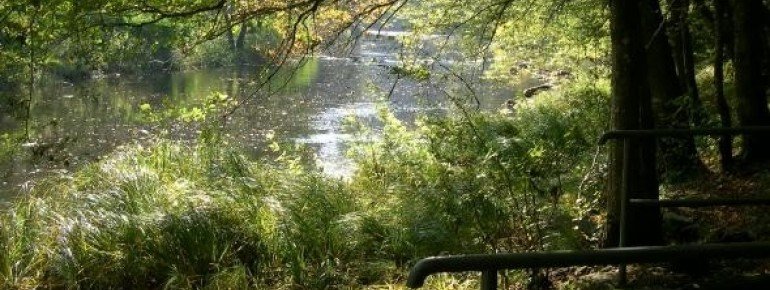 Untouched nature along the Ilz.