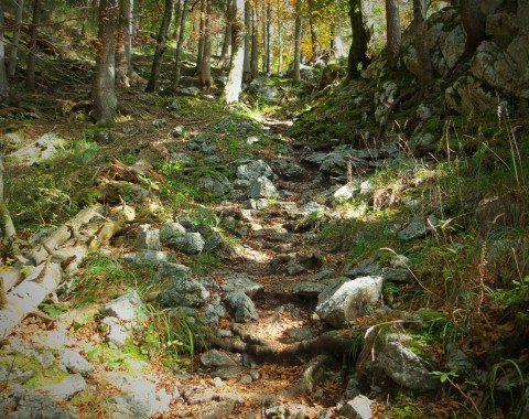 Idyllic path through the forest