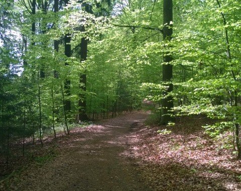 Most of the way leads through a mixed forest.
