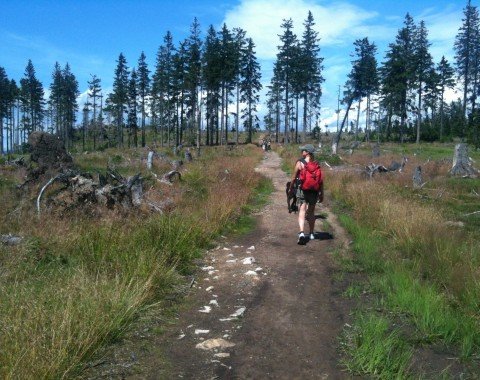 Beautiful hiking trail, lined with dead woods around the summit.