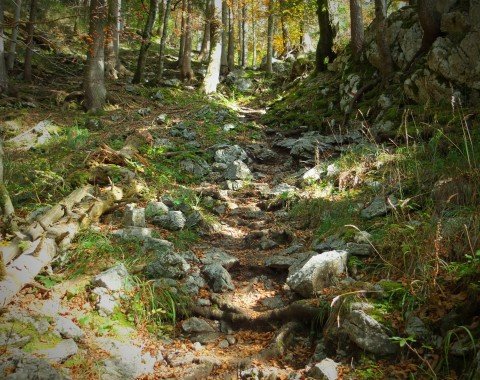 Idyllisch durch den Wald