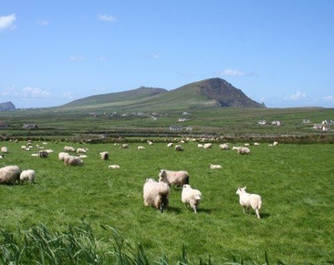 Schafe grasen vor dem Brandon Mountain