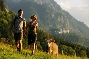 Wandern auf den Spuren von König Ludwig II. zu Füßen des Märchenschlosses Neuschwanstein und auf Du und Du mit einer Allgäuer Kuh.