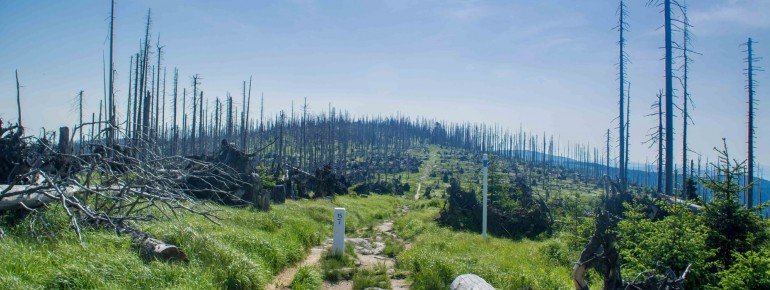 Beeindruckend: der Tote Wald