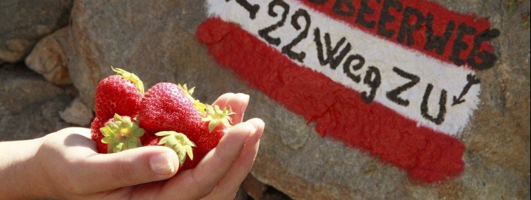 Der Erdbeerweg ist gut ausgeschildert. Und Erdbeeren zum Naschen gibt es natürlich auch immer wieder zum Kaufen.